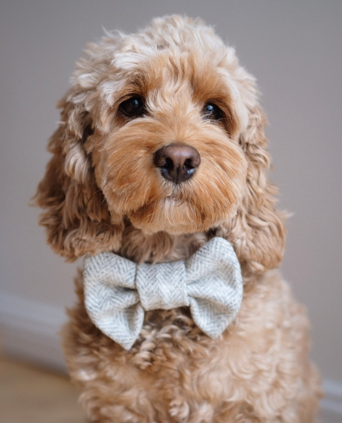 Bow Tie Light Grey Online