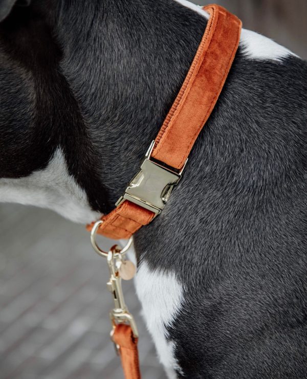 Dog Leash Velvet Orange Verkauf – Bild 3