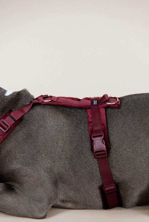 Dog Harness Active Velvet Bordeaux Schn?ppchen – Bild 4