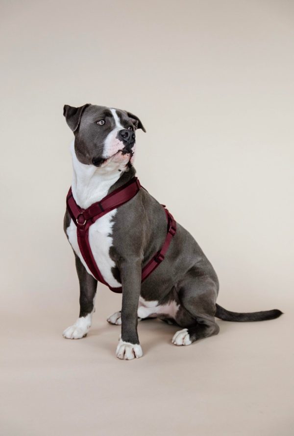 Dog Harness Active Velvet Bordeaux Schn?ppchen – Bild 5