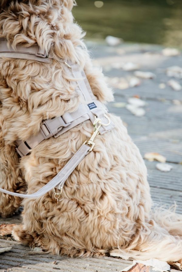 Dog Leash Velvet Beige Online-Verkauf – Bild 2