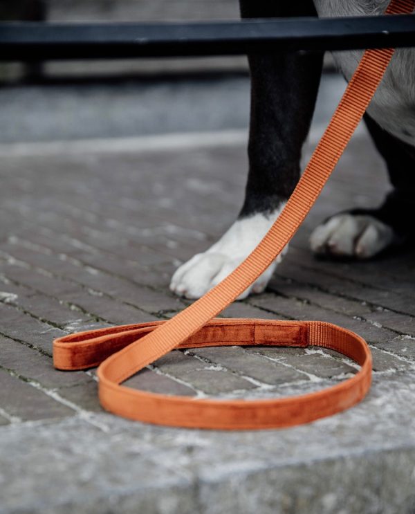 Dog Leash Velvet Orange Verkauf – Bild 2