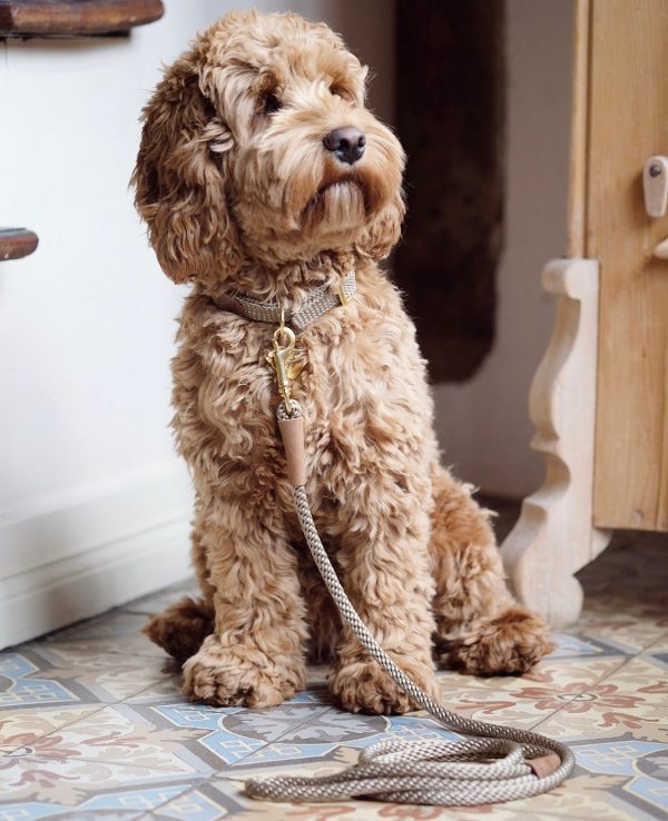 Dog Leash Taupe Verkauf – Bild 2