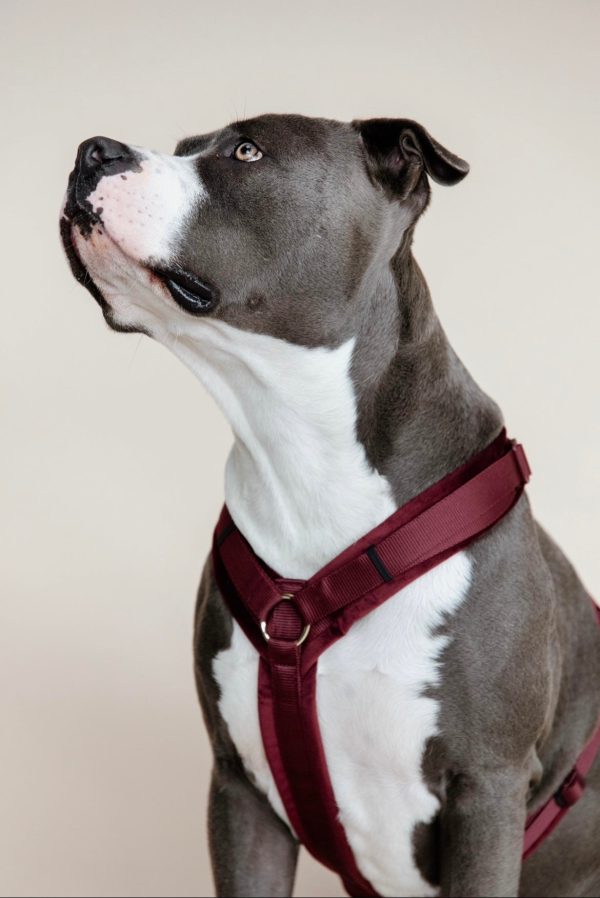 Dog Harness Active Velvet Bordeaux Schn?ppchen – Bild 2