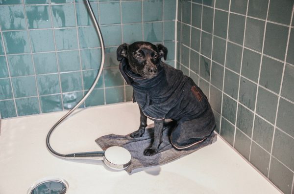 Dog Bathrobe & Towel Online – Bild 5