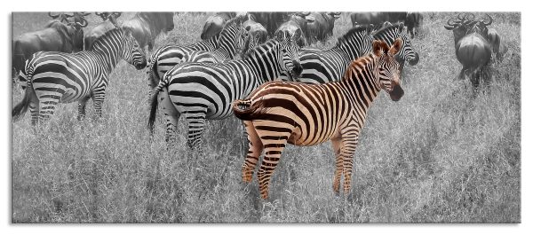 Zebraherde Savanne bei Sonnenuntergang B&W Detail, Glasbild Panorama Schn?ppchen