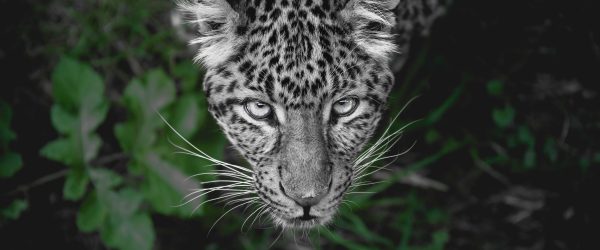 gefährlicher Panther im Wald von oben B&W Detail, Glasbild Panorama Verkauf – Bild 5