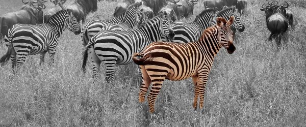 Zebraherde Savanne bei Sonnenuntergang B&W Detail, Glasbild Panorama Schn?ppchen – Bild 5