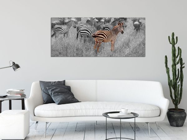 Zebraherde Savanne bei Sonnenuntergang B&W Detail, Glasbild Panorama Schn?ppchen – Bild 2