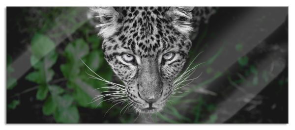 gefährlicher Panther im Wald von oben B&W Detail, Glasbild Panorama Verkauf