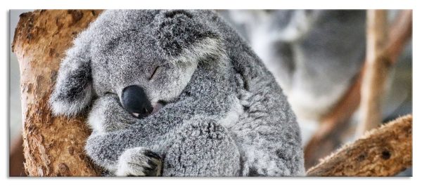 Koala schläft eingekuschelt im Baum, Glasbild Panorama Im Angebot