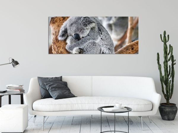 Koala schläft eingekuschelt im Baum, Glasbild Panorama Im Angebot – Bild 2