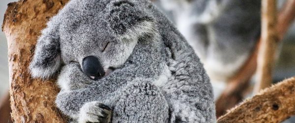 Koala schläft eingekuschelt im Baum, Glasbild Panorama Im Angebot – Bild 5